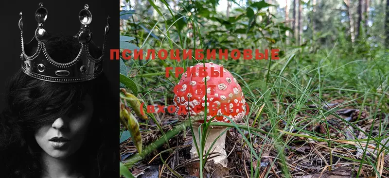 mega вход  Абаза  Псилоцибиновые грибы Psilocybine cubensis  где купить наркотик 